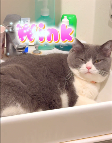 猫ちゃんはウィンクで返事