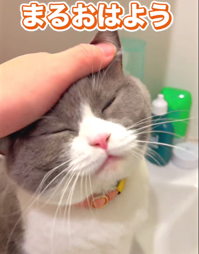 猫ちゃんになでなでしてあげる飼い主さん