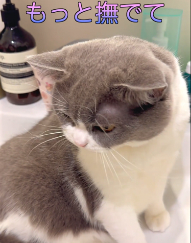 もっとなでてほしい猫ちゃん