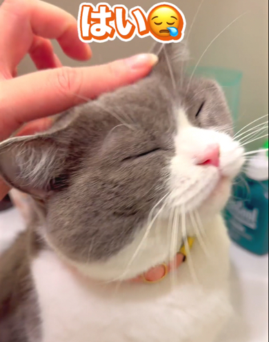 猫ちゃんにたくさんなでなでしてあげる飼い主さん