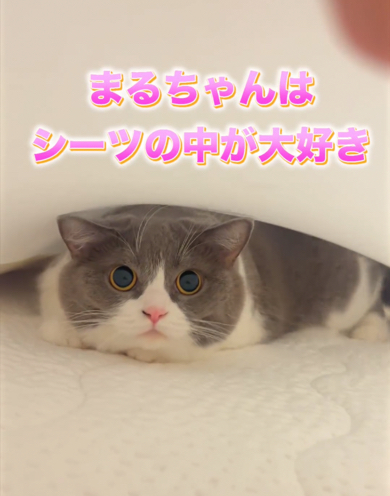 シーツで遊ぶ猫ちゃん