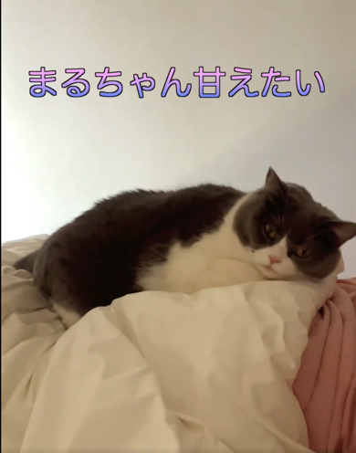 毎朝甘えてくる猫ちゃん