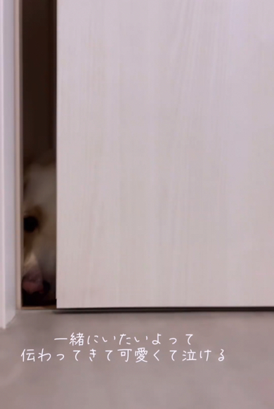 お風呂に姿を見せなかったラブラドールレトリバー