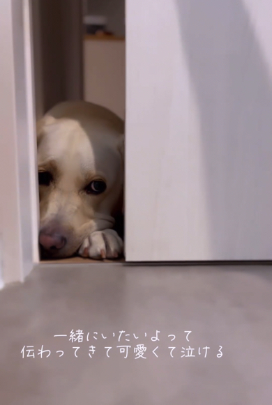 脱衣所前で待つけなげなラブラドールレトリバー