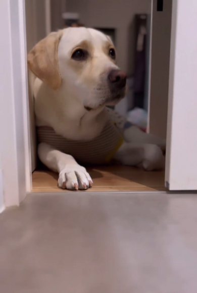 慌てて脱衣所の扉を開ける飼い主さん