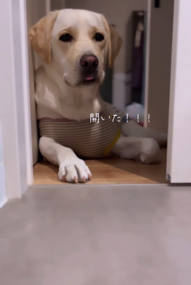 扉があいてうれしそうなラブラドールレトリバー