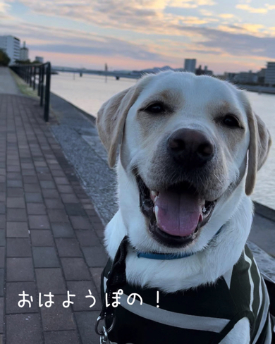 満面の笑顔のラブラドールレトリバー