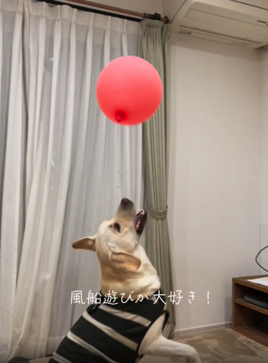 風船が大好きなラブラドールレトリバー