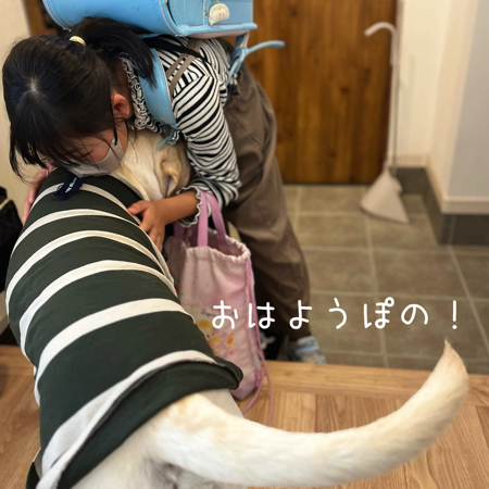 お姉ちゃんを見送るラブラドールレトリバー