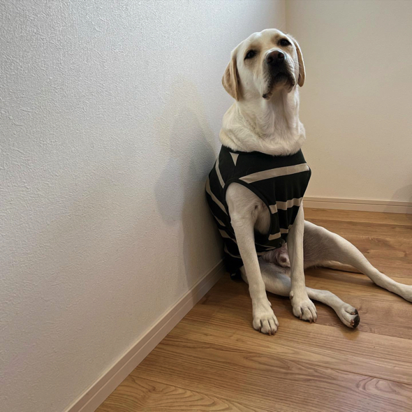 寂しがるラブラドールレトリバー