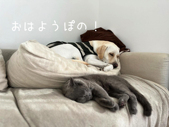 猫ちゃんとすやすや眠るラブラドールレトリバー