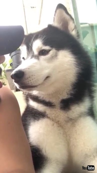 モノマネをする飼い主にあきれる犬