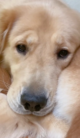 しょんぼり顏のゴールデンアップ