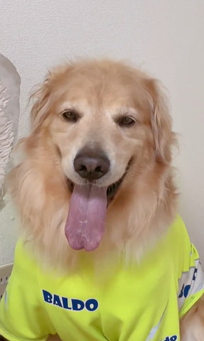 笑顔のゴールデン