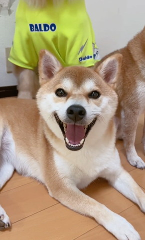 笑顔の柴犬