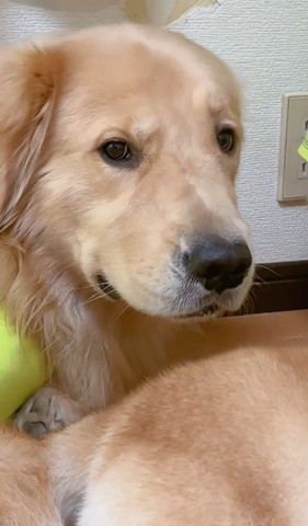 真顔のゴールデン