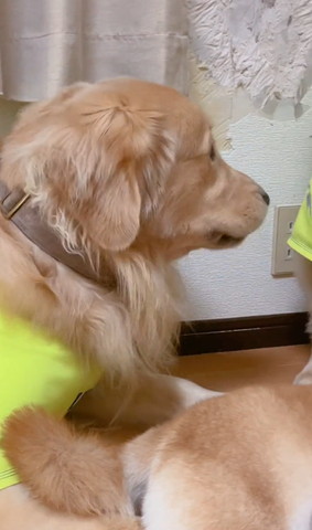 壁を見るゴールデン