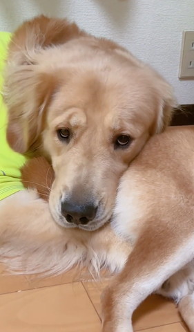 上目遣いゴールデン