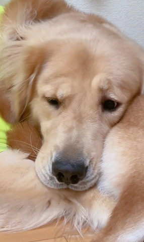 片方の眉毛あげるゴールデン