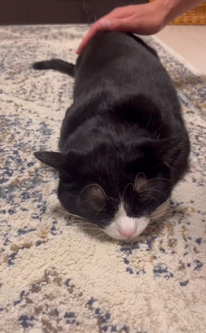 お尻トントンされる猫ちゃん