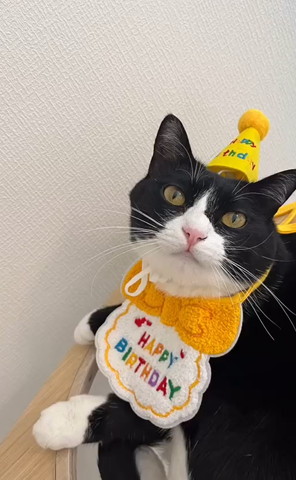 誕生日猫ちゃん