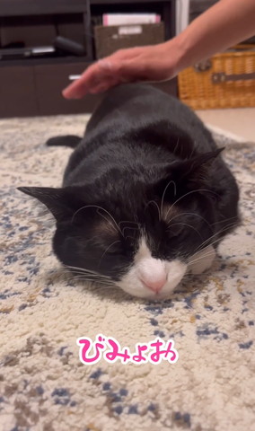 びみょおテロップ猫ちゃん正面