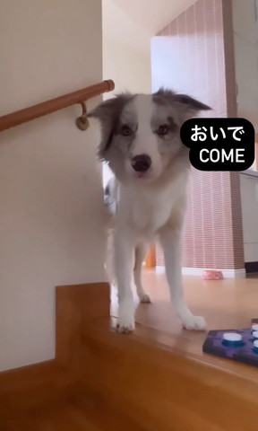 おいでテロップ