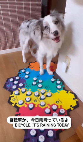 自転車か今日雨降ってるよテロップ