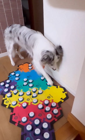 ボタンを押すワンコ