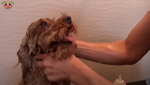 噛み犬トリミング過去一の激闘