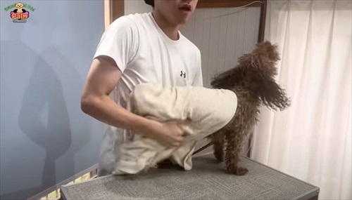 噛み犬トリミング過去一の激闘