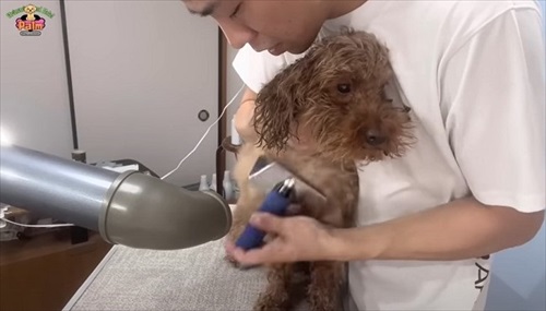 噛み犬トリミング過去一の激闘