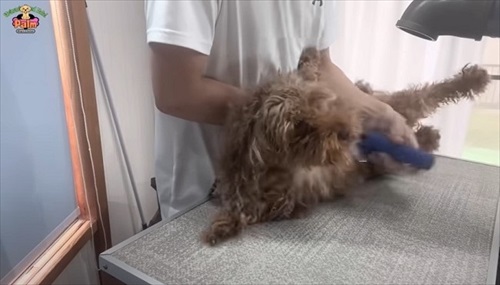 噛み犬トリミング過去一の激闘