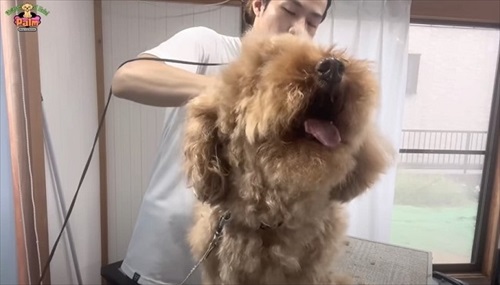 噛み犬トリミング過去一の激闘