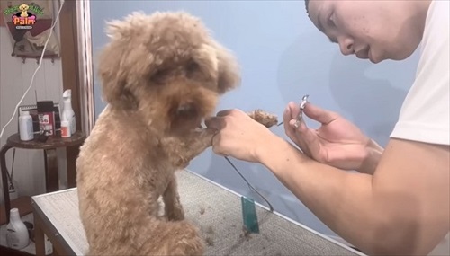 噛み犬トリミング過去一の激闘