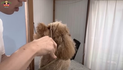 噛み犬トリミング過去一の激闘