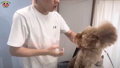 噛み犬トリミング過去一の激闘