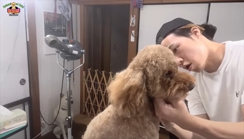 噛み犬トリミング過去一の激闘