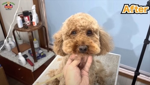 噛み犬トリミング過去一の激闘