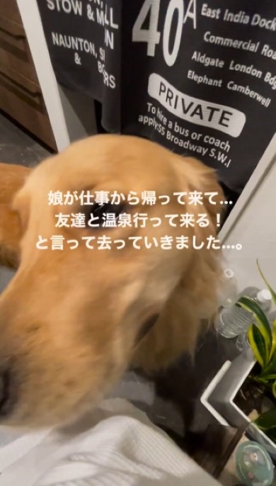 お母さんを見つめる犬