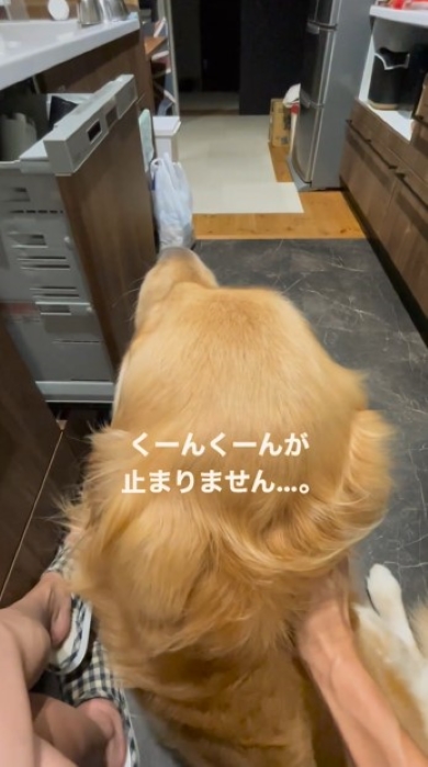 さみしげに鳴く犬