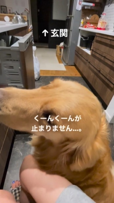 お母さんを見つめる犬