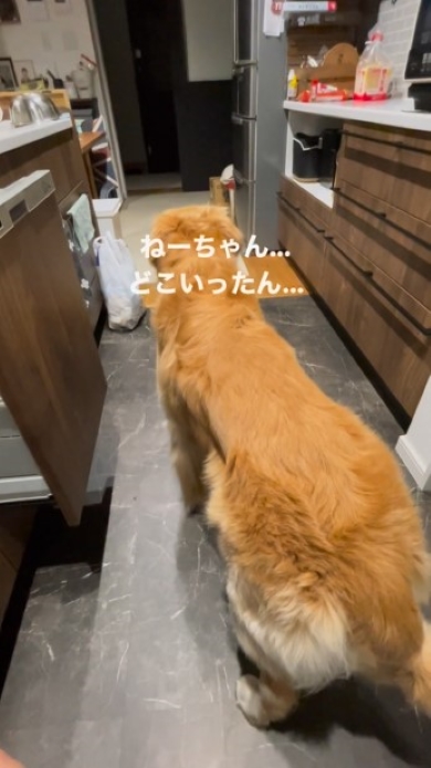 玄関に向かう犬