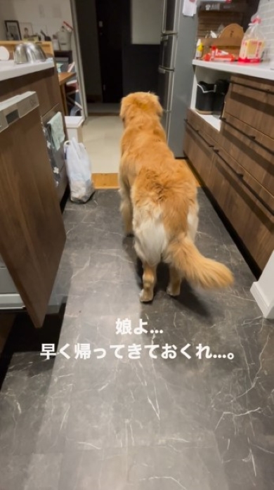 その場に立ちすくむ犬