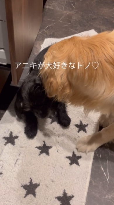 兄犬をなめる弟犬