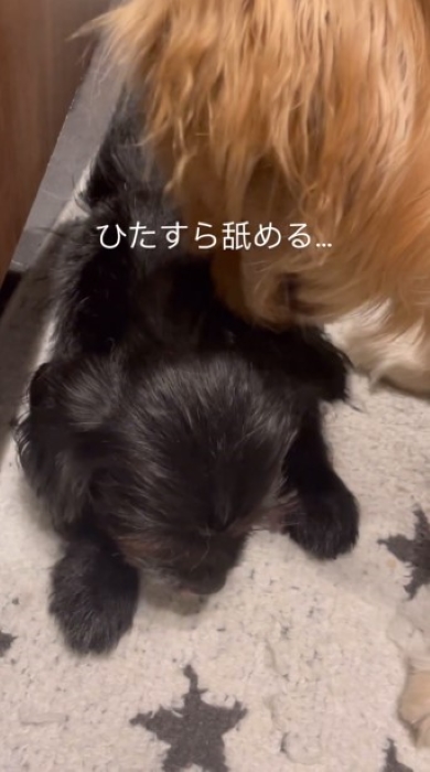 ひたすらなめる弟犬