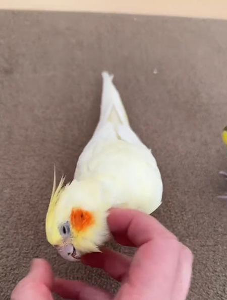 インコ