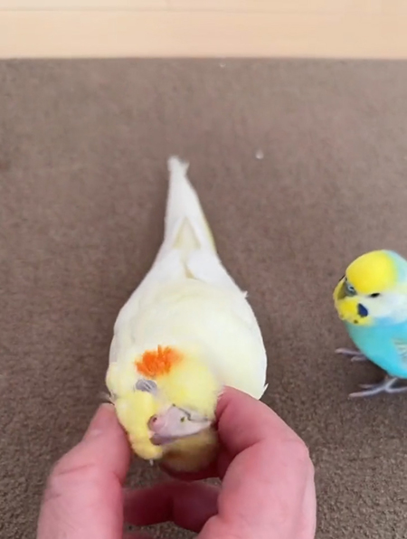 うっとりルルちゃん