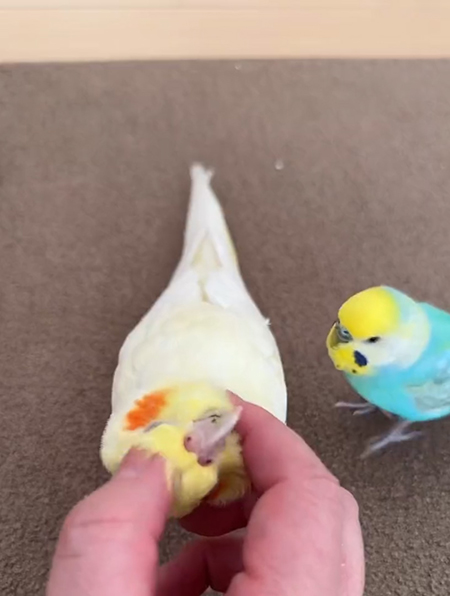 忍び寄るインコ