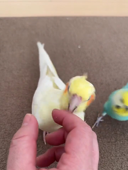 激おこルルちゃん